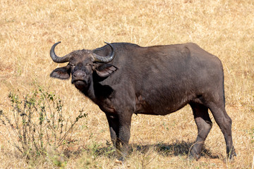 Cape Buffalo at Chobe, Botswana safari wildlife
