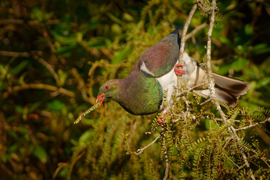 New Zealand pigeon - Hemiphaga novaeseelandiae - kereru sitting and feeding in the tree in New Zealand