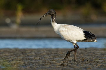 Australian Ibis  - Threskiornis moluccus black and white ibis from Australia looking for crabs during low tide
