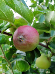Roter Apfel am Baum mit Ast und Blättern