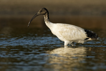 Australian Ibis  - Threskiornis moluccus black and white ibis from Australia looking for crabs during low tide
