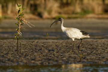 Australian Ibis  - Threskiornis moluccus black and white ibis from Australia looking for crabs during low tide