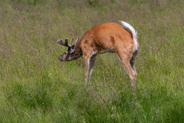 The white-tailed deer (Odocoileus virginianus)