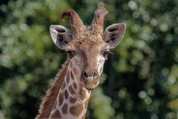 Fototapeta premium Giraffe