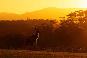 Macropus giganteus - Eastern Grey Kangaroo in Tasmania in Australia, Maria Island, Tasmania, standing on the meadow in the evening during sunset © phototrip.cz