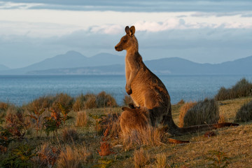 Macropus giganteus - Eastern Grey Kangaroo in Tasmania in Australia, Maria Island, Tasmania, standing on the meadow in the evening - obrazy, fototapety, plakaty