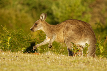 Naklejka na ściany i meble Macropus giganteus - Eastern Grey Kangaroo in Tasmania in Australia, Maria Island, Tasmania, standing on the meadow in the evening