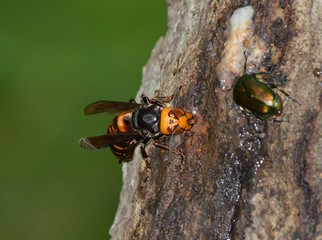 オオスズメバチの女王蜂