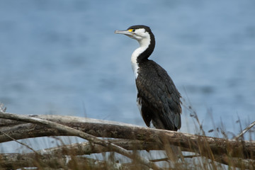 Pied Shag - Phalacrocorax varius - karuhiruhi drying its wings and feathers after the sea hunting. Australia, New Zealand