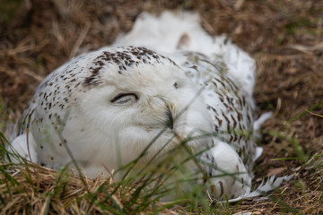 The snowy owl (Bubo scandiacus)