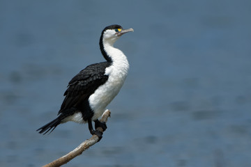 Pied Shag - Phalacrocorax varius - karuhiruhi drying its wings and feathers after the sea hunting....