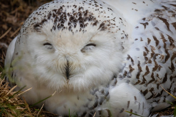 Obraz premium The snowy owl (Bubo scandiacus)