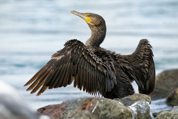 Great Cormorant - Phalacrocorax carbo big cormorant drying its plumage on the sun after diving for fish in Australia, Europe