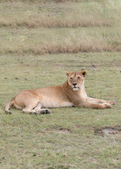 Afrikanischer Löwe, Löwin in der Steppe, Wildkatze