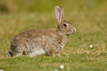 European Rabbit - Oryctolagus cuniculus eating on the grass