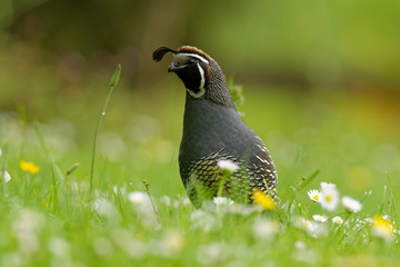California quail - Callipepla californica male in the green grass in New Zealand. This bird originally lived in America, was introducated to Australia, New Zealand