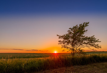 Fototapeta na wymiar Sunset with tree