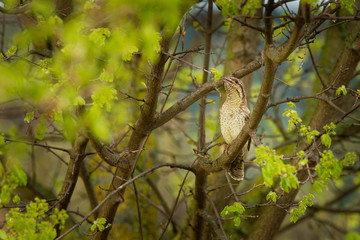Eurasian Wryneck - Jynx torquilla sitting on the branch in the green bush in spring