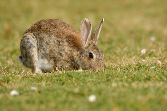 European Rabbit - Oryctolagus cuniculus eating on the grass