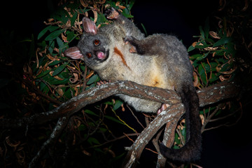 Common Brush-tailed Possum - Trichosurus vulpecula is nocturnal marsupial living in Australia and introducted to New Zealand, eating eucalyptus leafs on the tree