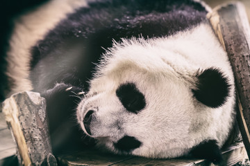 Fototapeta premium The giant panda (Ailuropoda melanoleuca)