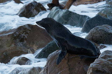 New Zealand Fur Seal - Arctocephalus forsteri - kekeno lying on the rocky beach in the bay in New Zealand