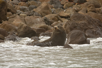 New Zealand Fur Seal - Arctocephalus forsteri - kekeno lying on the rocky beach in the bay in New Zealand