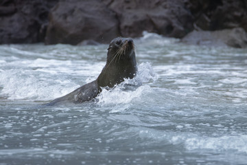 Obraz premium New Zealand Fur Seal - Arctocephalus forsteri - kekeno lying on the rocky beach in the bay in New Zealand