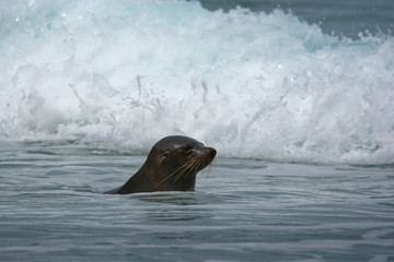 New Zealand Fur Seal - Arctocephalus forsteri - kekeno youngster (baby seal) swimming in the bay in New Zealand