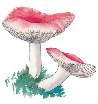 Two pink russules. Watercolor illustration.