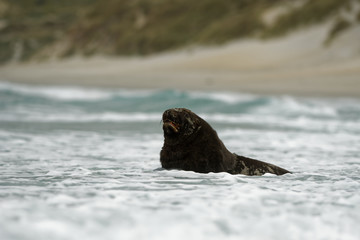 New Zealand sea lion - Phocarctos hookeri - whakahao lying on the sandy beach in the waves in the bay in New Zealand