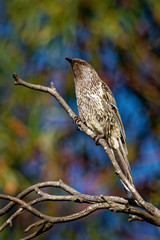 Little Wattlebird - Anthochaera chrysoptera  is a honeyeater, a passerine bird in the family Meliphagidae. It is found in coastal and sub-coastal south-eastern Australia