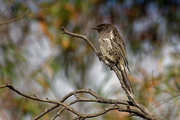 Little Wattlebird - Anthochaera chrysoptera  is a honeyeater, a passerine bird in the family Meliphagidae. It is found in coastal and sub-coastal south-eastern Australia
