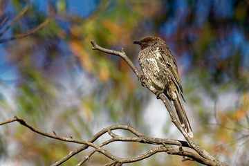 Little Wattlebird - Anthochaera chrysoptera  is a honeyeater, a passerine bird in the family Meliphagidae. It is found in coastal and sub-coastal south-eastern Australia