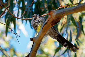 Yellow Wattlebird - Anthochaera paradoxa  the largest of the honeyeaters, endemic to Tasmania, Australia