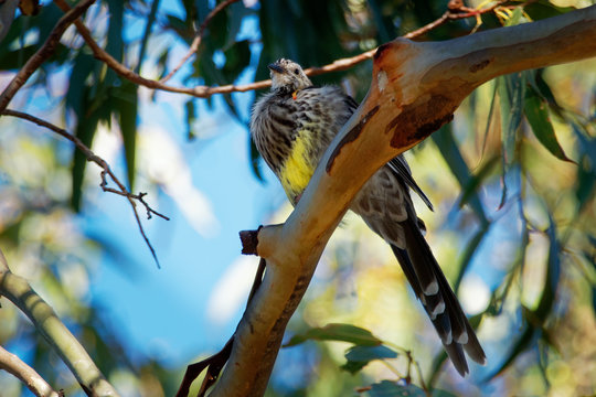 Yellow Wattlebird - Anthochaera paradoxa  the largest of the honeyeaters, endemic to Tasmania, Australia