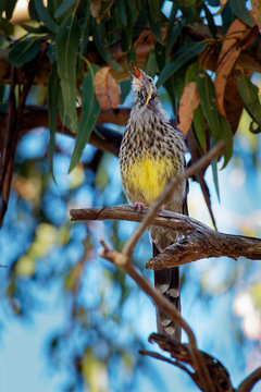 Yellow Wattlebird - Anthochaera paradoxa  the largest of the honeyeaters, endemic to Tasmania, Australia