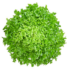 Fresh green oak salad, isolated on white background. Healthy lifestyle or healthy eating scene. Lettuce, low calories.