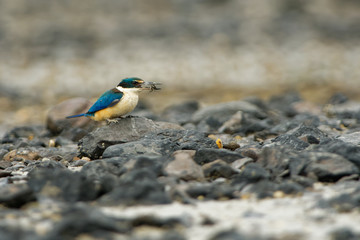 Todiramphus sanctus - Sacred kingfisher - kotare small kingfisher from New Zealand, Thailand, Asia. Hunting crabs, frogs, fish in low tide.