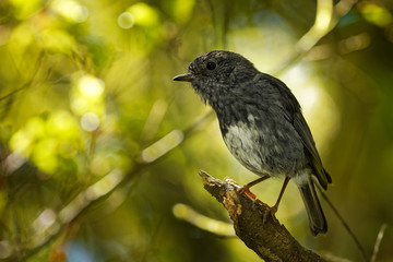 Petroica longipes - North Island Robin - toutouwai - endemic New Zealand forest bird sitting on the branch in the forest