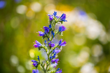 common adder's head, echium vulgare in summer