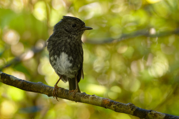 Petroica longipes - North Island Robin - toutouwai - endemic New Zealand forest bird sitting on the branch in the forest.