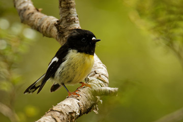 Petroica macrocephala macrocephala - South Island Tomtit - miromiro endemic New Zealand forest bird sitting on the branch in the forest