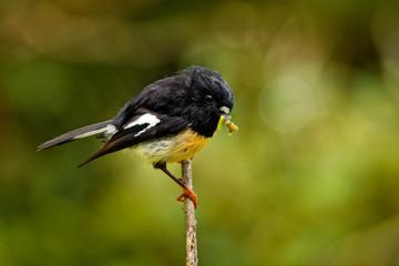 Petroica macrocephala macrocephala - South Island Tomtit - miromiro endemic New Zealand forest bird sitting on the branch in the forest