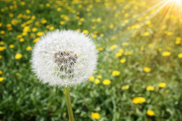 Schöne Pusteblume