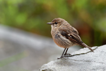 Dusky Robin - Melanodryas vittata endemic song bird from Tasmania, Australia, in the rain