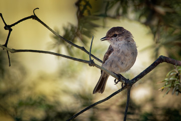 Dusky Robin - Melanodryas vittata endemic song bird from Tasmania, Australia, in the bush