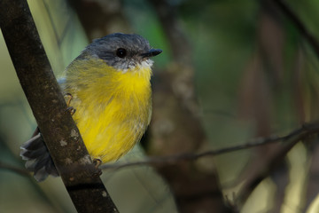 Eastern Yellow Robin - Eopsaltria australis - australian brightly yellow small song bird, southern...
