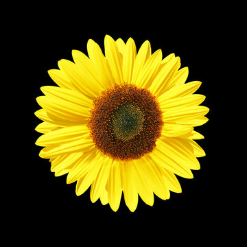 Sonnenblume auf schwarzem Hintergrund