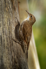 Brown Treecreeper - Climacteris picumnus small bird, largest Australasian treecreeper, endemic to eastern Australia, Cape York, Queensland, New South Wales, Victoria, South Australia